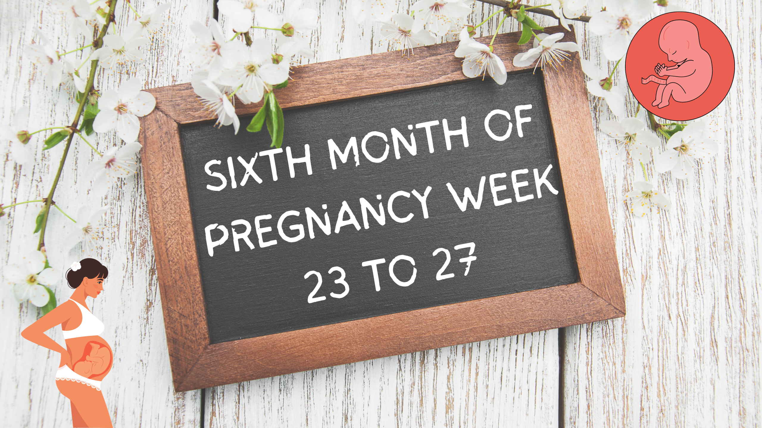 SIXTH MONTH OF PREGNANCY WEEK 23 TO 27